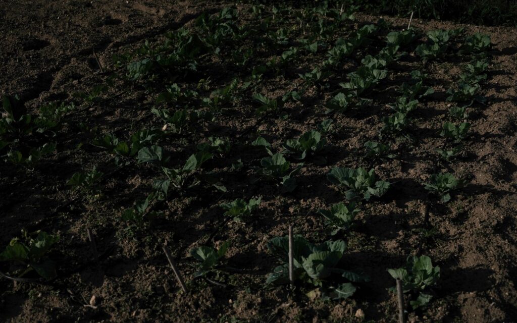 Maltese farms. Photo credit: Joanna Demarco