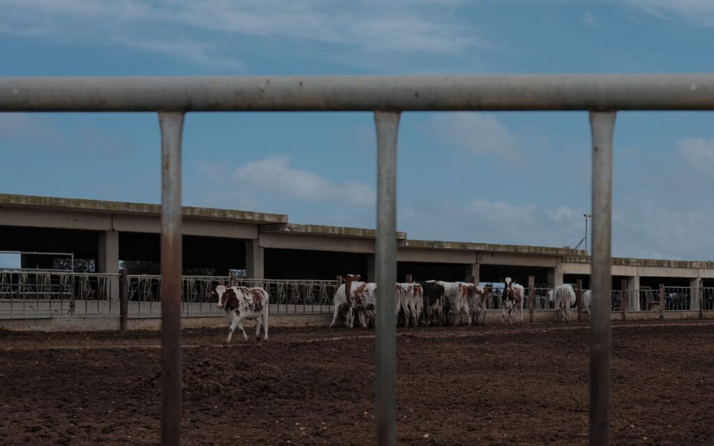 Maltese farms. Photo credit: Joanna Demarco