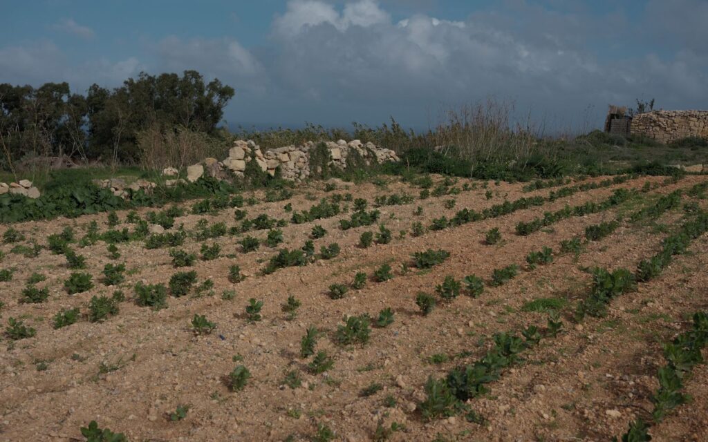 Maltese farms. Photo credit: Joanna Demarco