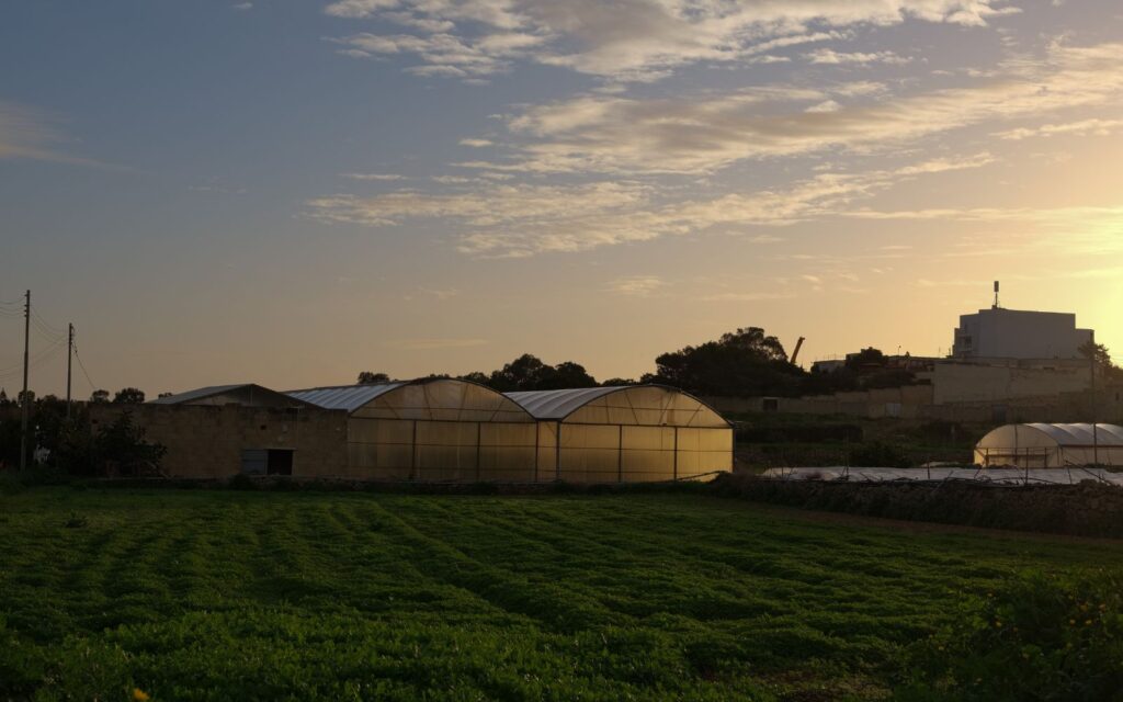 Maltese farms. Photo credit: Joanna Demarco